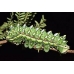 Gynansia maia Africa 15 eggs or 10 larvae according to availability.